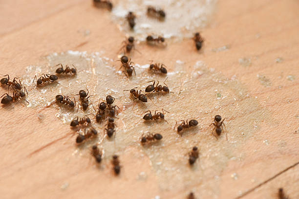 Best Affordable Pest Control Services  in Mcswain, CA